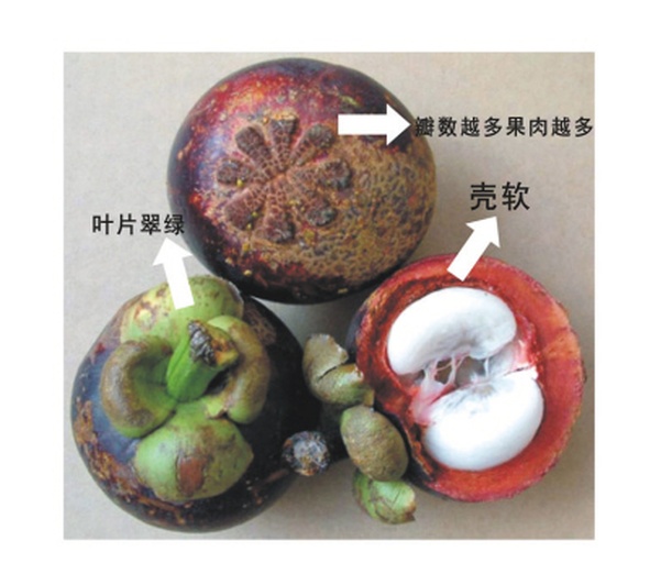 中医与营养学双视角解析山竹属性与食用建议,它是热性还是凉性?