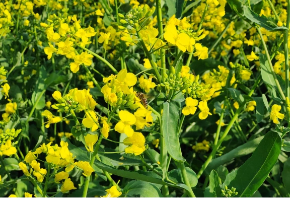 绿色蔬菜（油菜、小白菜）营养与选购指南
